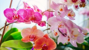 Kiedy i czym najlepiej nawozić storczyki?