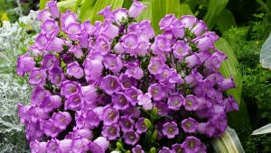 Poznaj najpiękniejsze odmiany dzwonka ogrodowego.