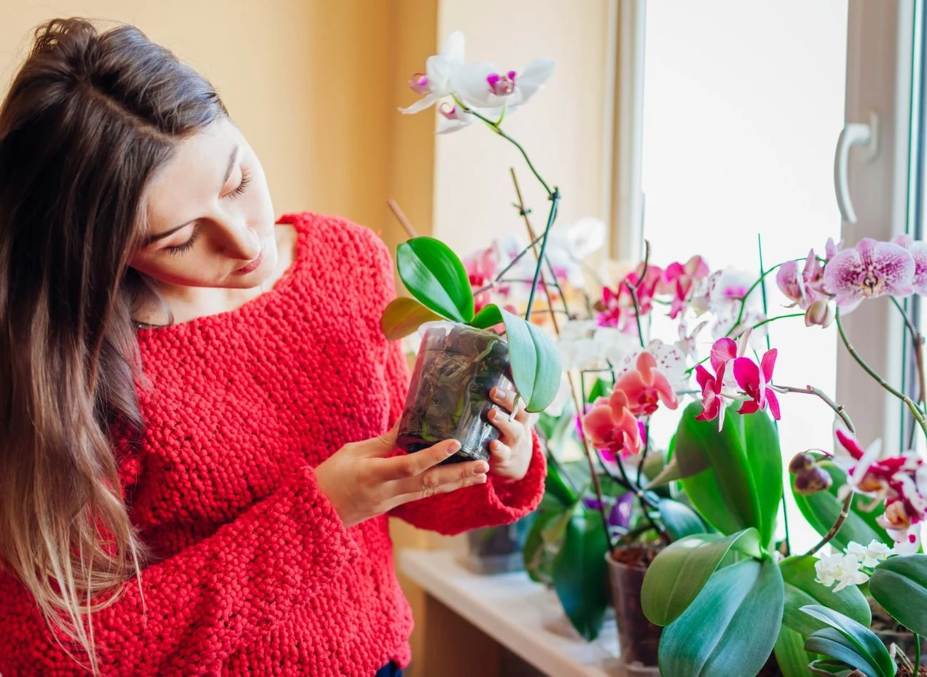 Storczyka można w łatwy sposób przenawozić. Jakie są tego objawy?