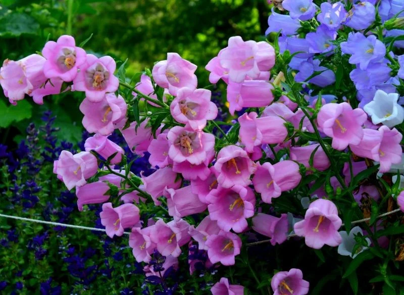 Jak uprawiać dzwonki ogrodowe