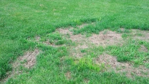 Podpowiadamy, kiedy zakładać nowy trawnik na starym i jak to zrobić krok po kroku.