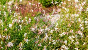 Gaura w ogrodzie. Najpiękniejsze odmiany i pielęgnacja rośliny