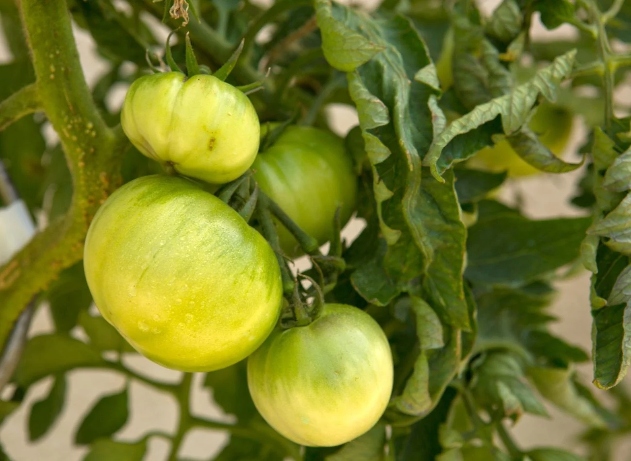 Do nawożenia pomidorów używaj wyłącznie przekompostowanych fusów po kawie.