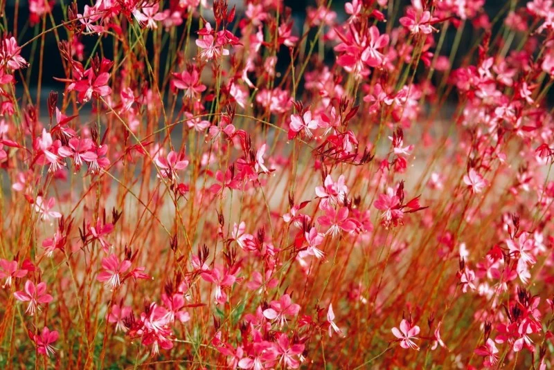 Gaura źle znosi podmokłe podłoże, dlatego należy unikać jej zalewania.