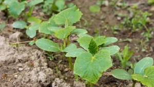 Połowa czerwca to dobry czas na sadzenie lub wysiew ogórków.