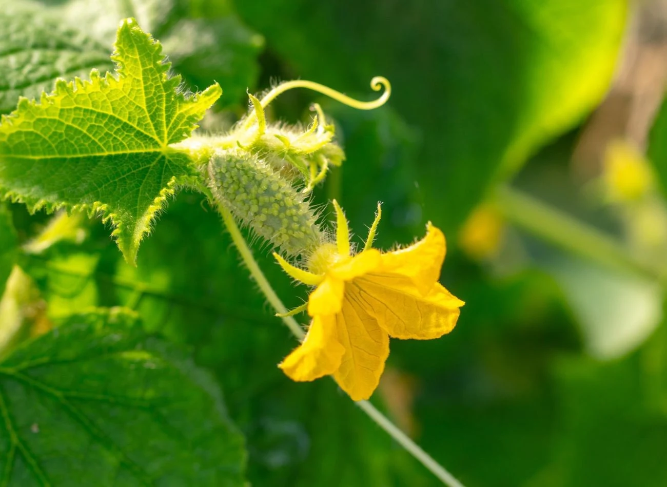Ogórki najlepiej rosną na jasnych i osłoniętych od wiatru stanowiskach.
