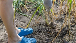 Jak przygotować grządkę po zbiorze czosnku lub cebuli?