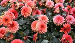 Dalie, odpowiednio pielęgnowane, potrafią kwitnąć do pierwszych przymrozków.