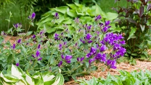 Przycinanie bylin latem - sposób na ponowne kwitnienie