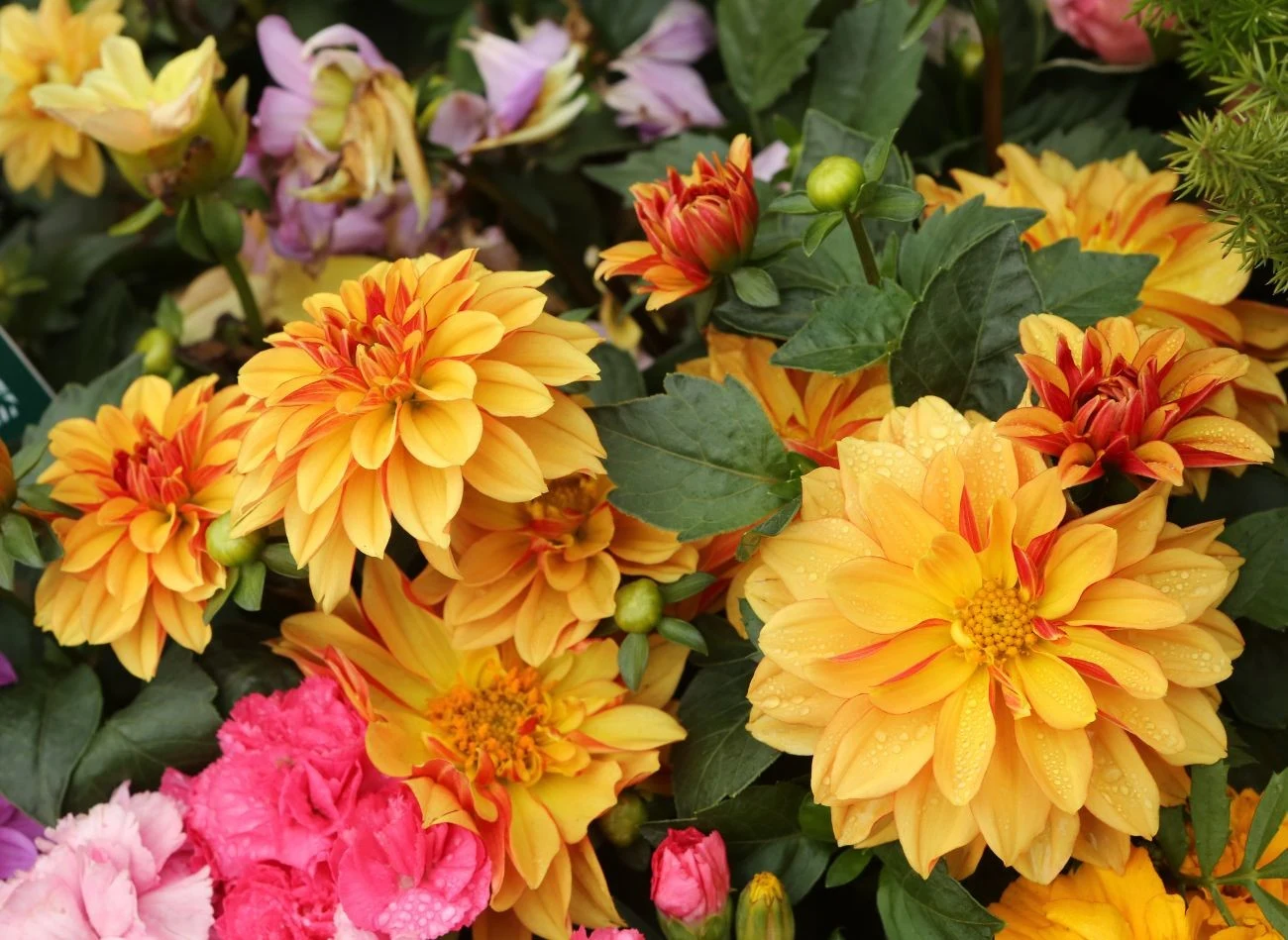 Dla obfitego kwitnienia dalii warto stosować odpowiednie nawozy.