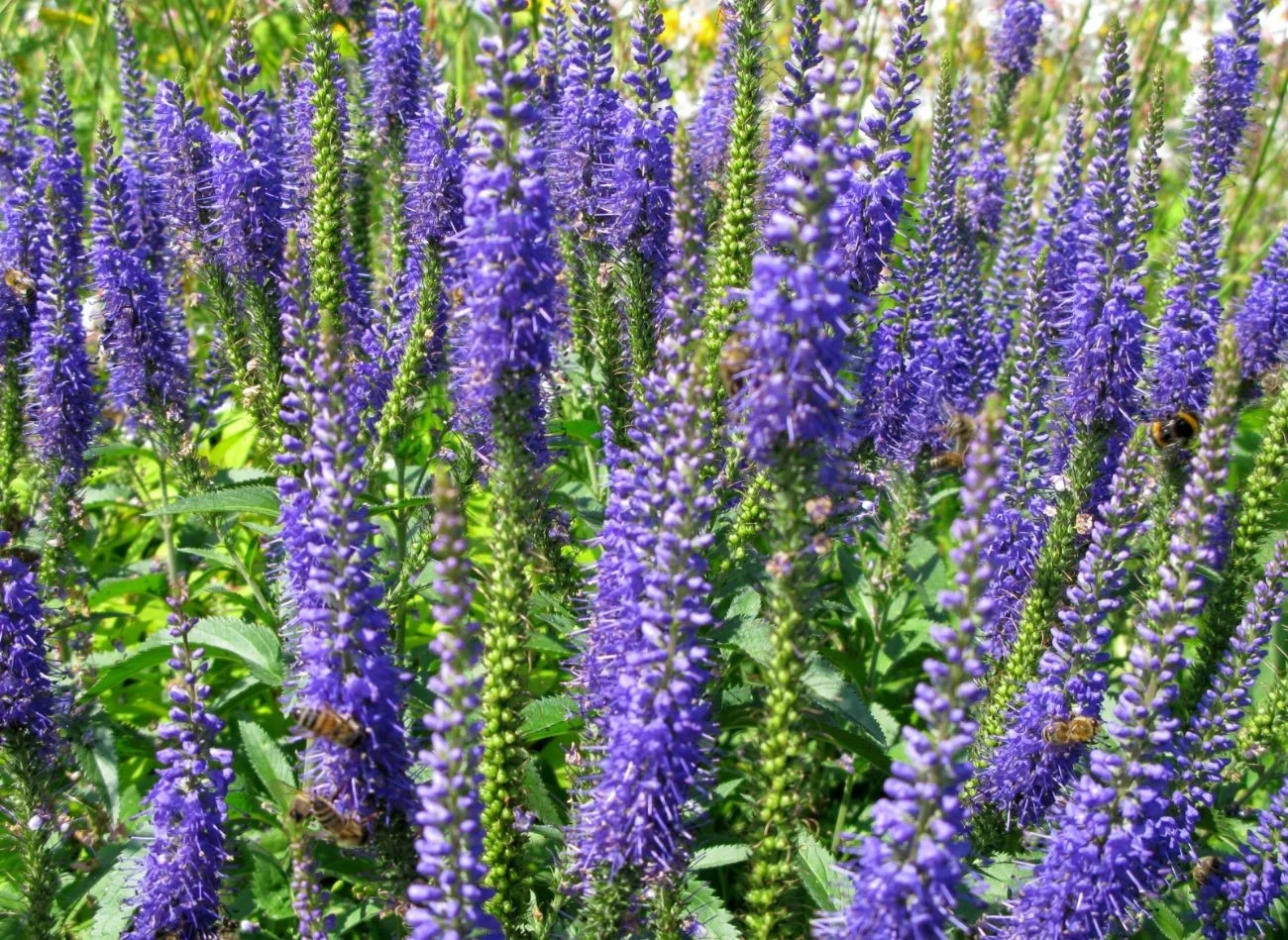 Przetacznik warto przyciąć zaraz po przekwitnięciu.