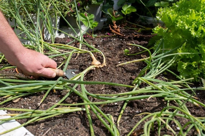 Co uprawiać po czosnku i cebuli, a czego lepiej nie