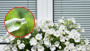 Podlewanie kropelkowe z butelki będzie bardzo dobrym rozwiązaniem podczac nieobecności w domu.