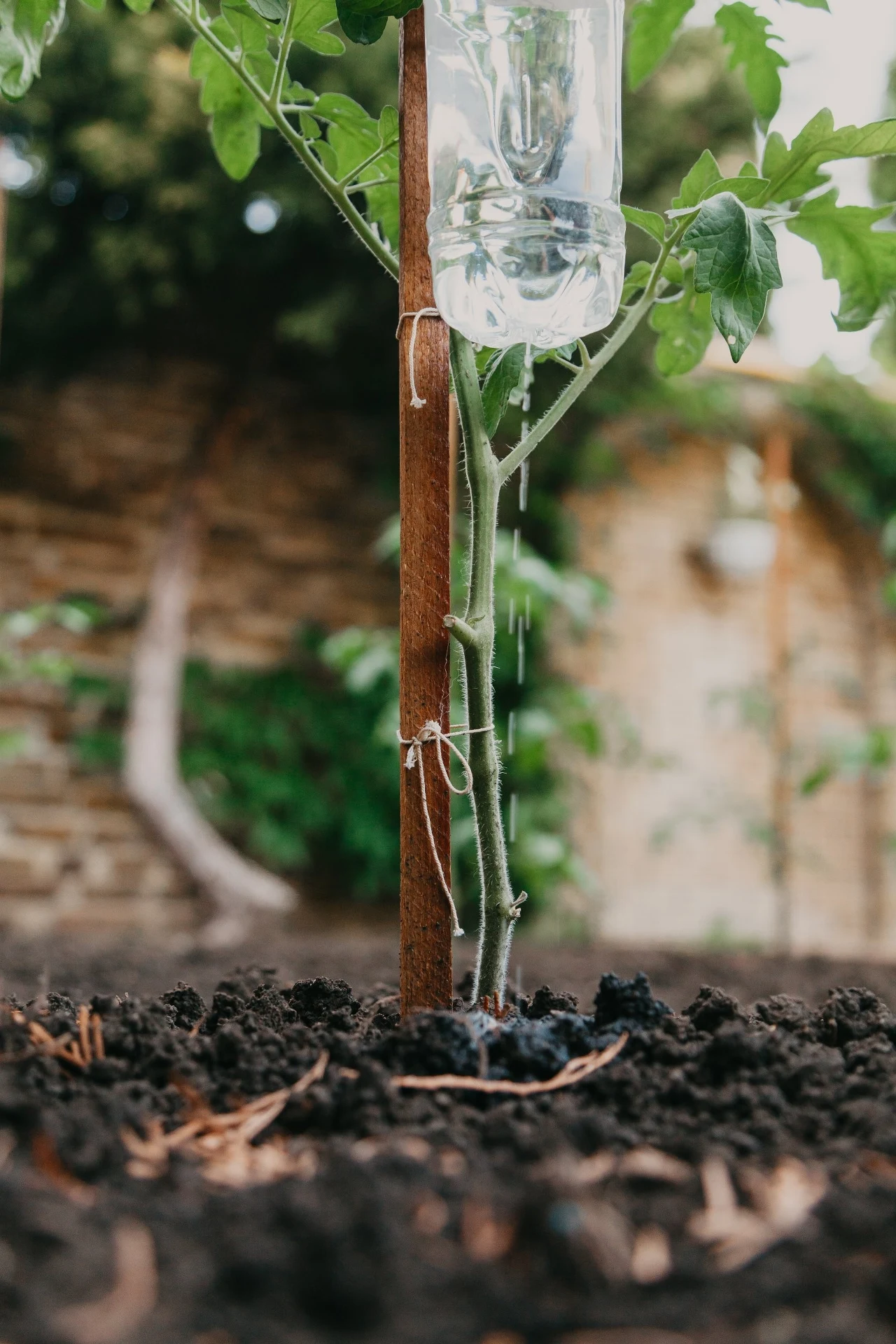 Spływająca drobnymi kroplami woda będzie stopniowo nawadniać roślinę