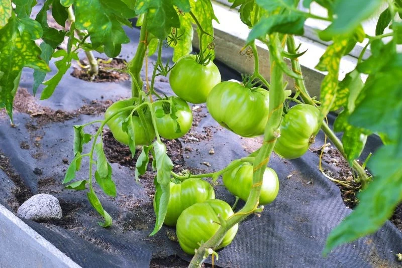 Wilki z pomidorów trzeba usuwać przez cały okres uprawy