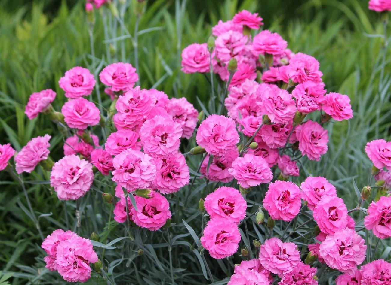 Goździki pierzaste uwielbiają słońce, a przy tym są odporne na susze.