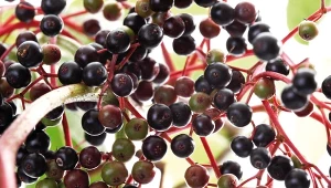 Czarny bez to skarbnica substancji o działaniu prozdrowotnym.