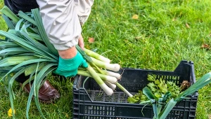 Jak sadzić por w czerwcu na zbiór zimowy? Najlepsze odmiany i pielęgnacja po posadzeniu