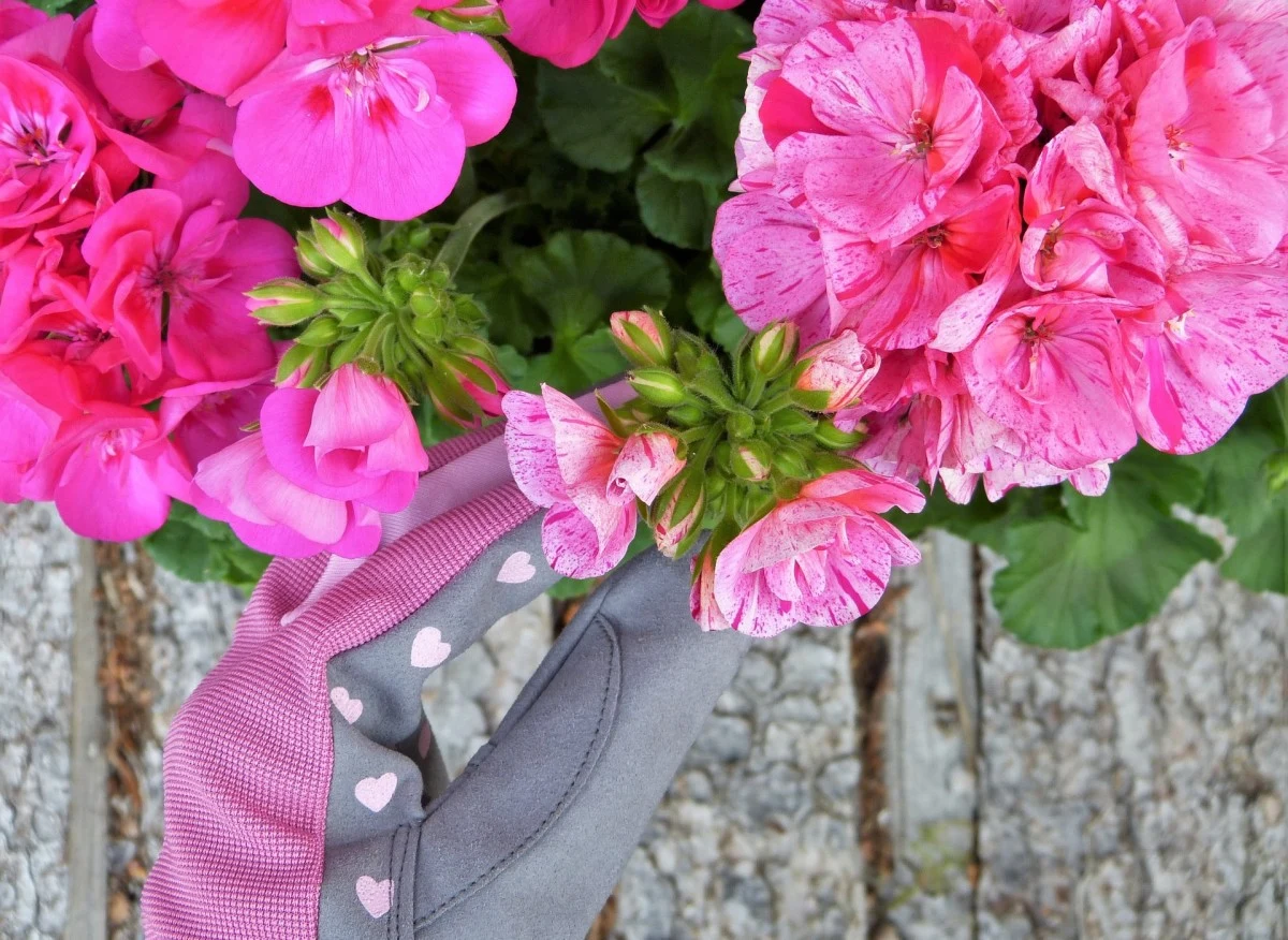 Dowiedz się, jaki nawóz do kwiatów doniczkowych będzie najlepszy