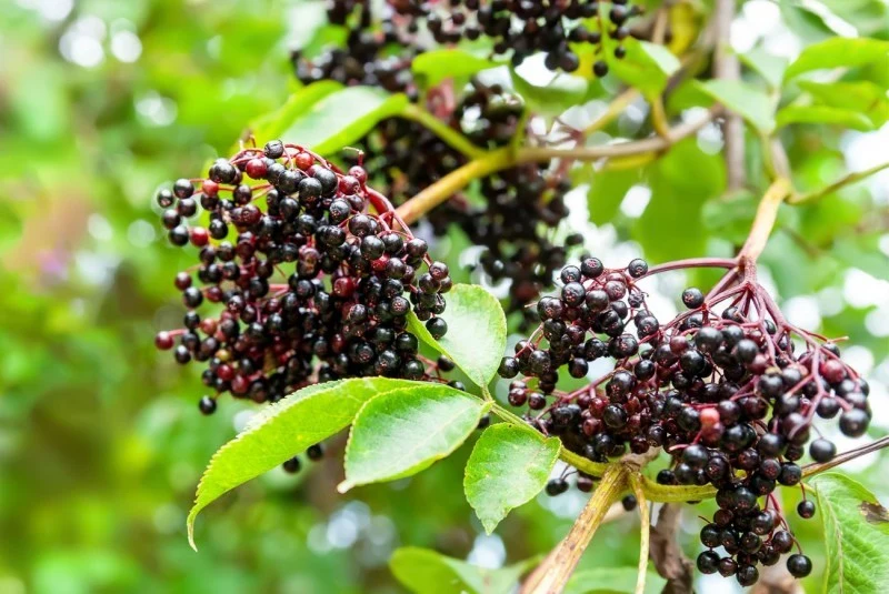 Po przekwitnięciu kwiaty zamieniają się w drobne, początkowo zielone, a później czarne owoce