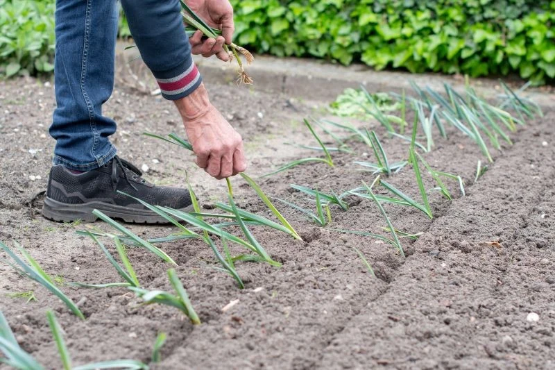 Sadząc pory, zadbajmy o zachowanie odpowiednich odległości między roślinami