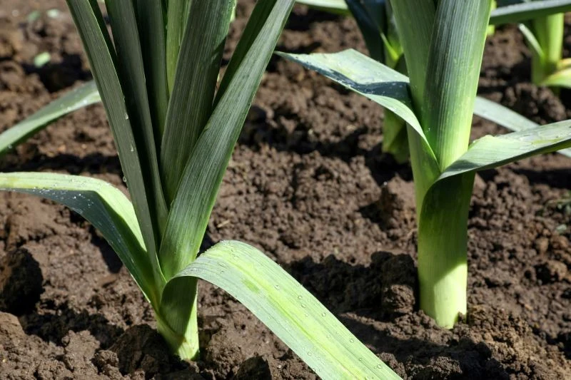 Jak pielęgnować pory po posadzeniu