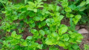 Rukiew wodna można uprawiać na grządkach, jedyne czego potrzebuje, to dobra ziemia i dużo wody.