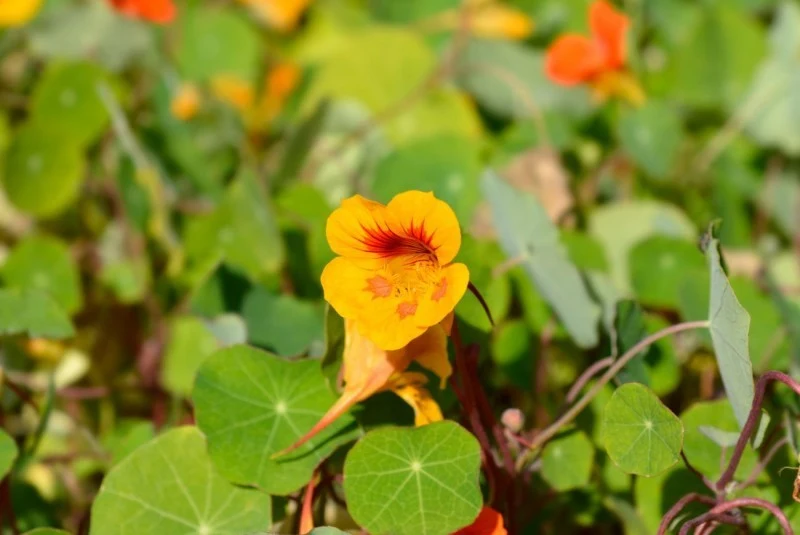 Nasturcja jest przykładem rośliny ozdobnej, której wszystkie nadziemne części są jadalne