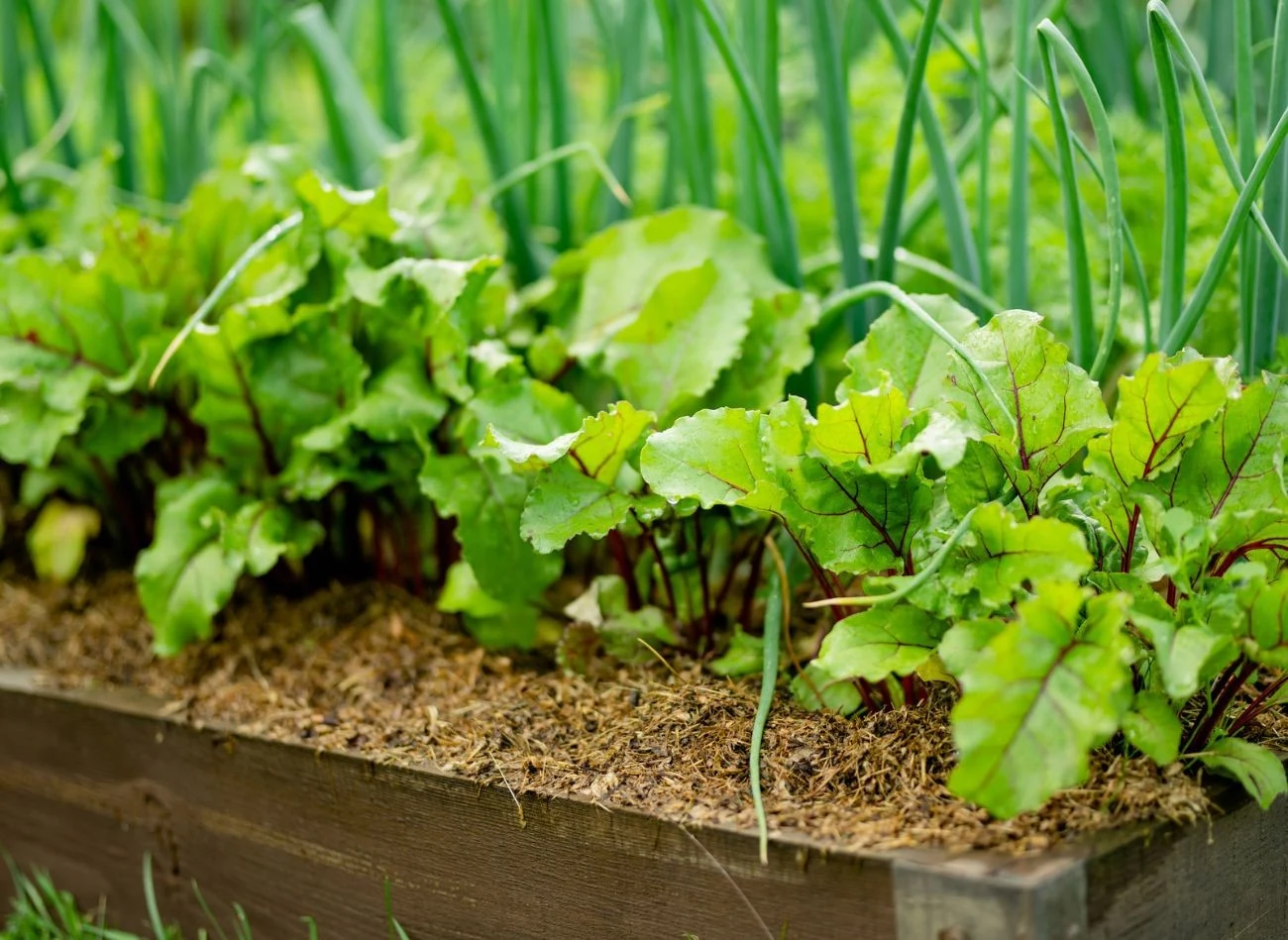 Wypełnienie podwyższonej grządki zacznij drenażowej (gałęzie, konary, zrębki), następnie dodaj warstwę kompostu i dopiero ziemię.
