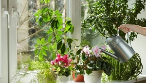 Poznaj zasady prawidłowego nawożenia roślin doniczkowych.