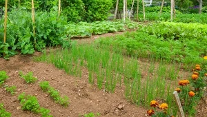 Siew warzyw na późny jesienny zbiór. Jakie warzywa wysiać w czerwcu?