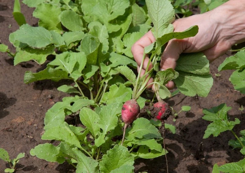 Rzodkiewka bardzo szybko dojrzewa.