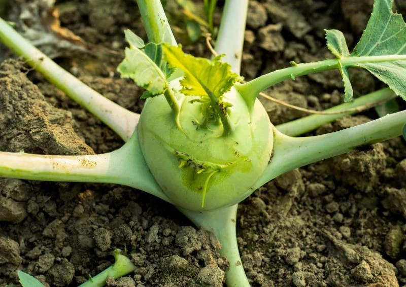 Dla kalarepy wybierz stanowisko słoneczne lub półcieniste.
