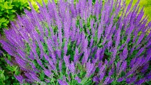 Szałwia omączona do złudzenia przypomina lawendę.