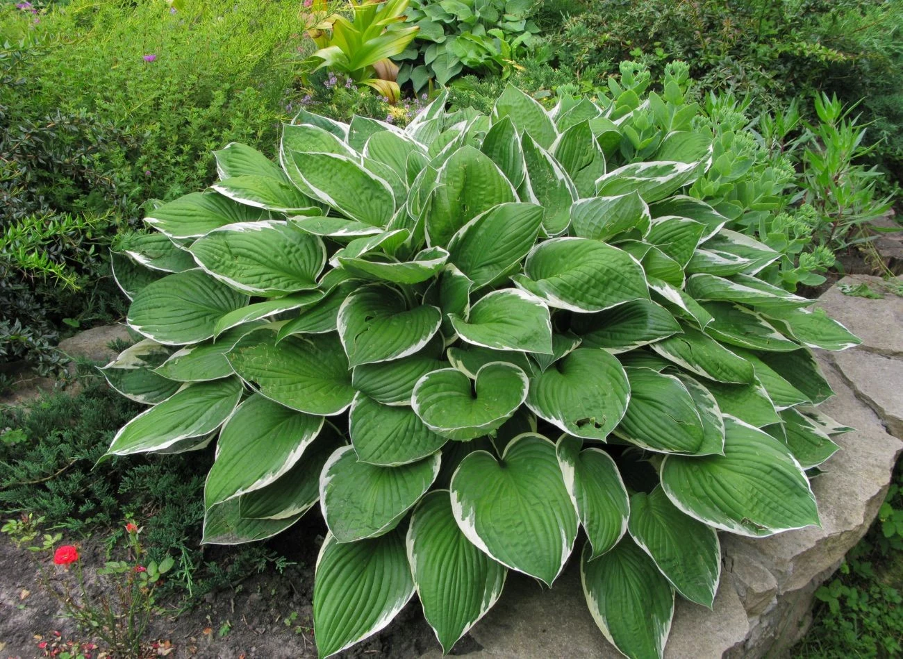 Funkie najlepiej nawozić w dwóch terminach, wczesną wiosną i w połowie lata.