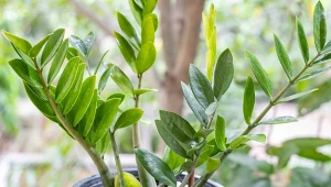 Tani preparat witaminowy z apteki wspomoże wzrost zamiokulkasa.