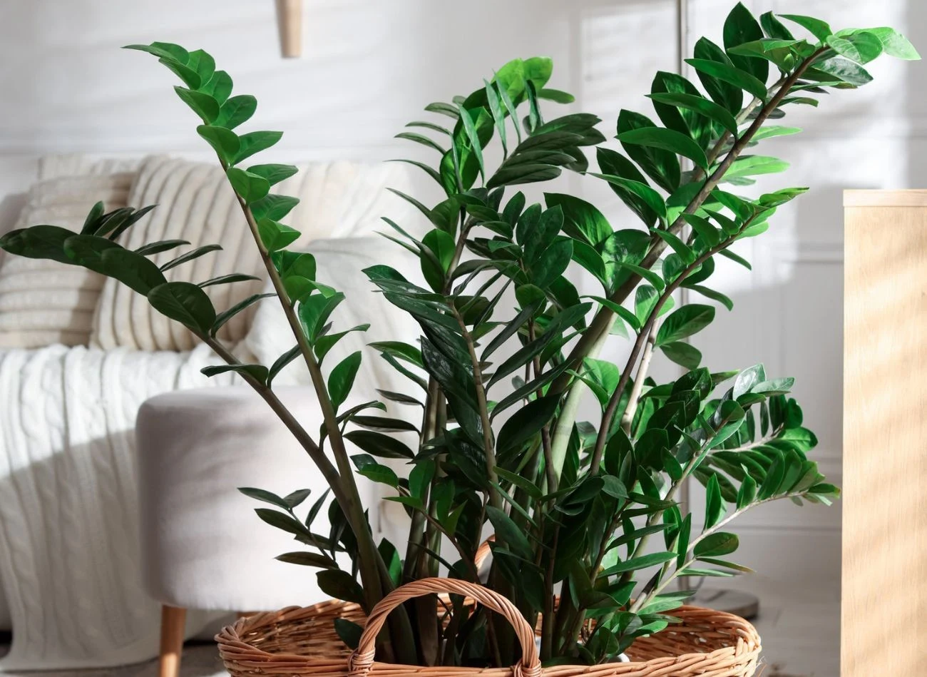 Już jedna tabletka multiwitaminy wystarczy, aby skutecznie odżywić zamiokulkasa