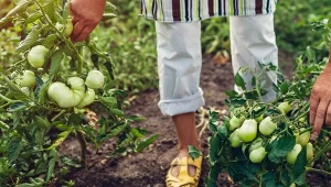 Do prowadzenia na dwa pędy świetnie sprawdzą się odmiany, które rosną i owocują przez cały sezon.