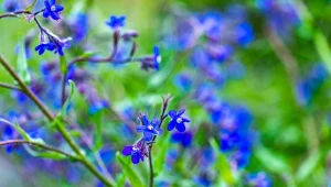 Farbownik lazurowy przyciąga zapylacze i jednocześnie odstrasza ślimaki.