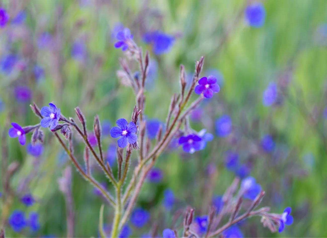 Farbownik lazurowy ma małe wymagania, dzięki czemu jest łatwy w uprawie