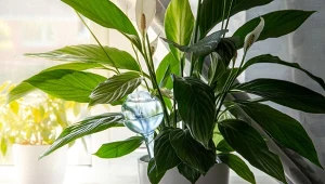 Jak dbać o skrzydłokwiat latem?