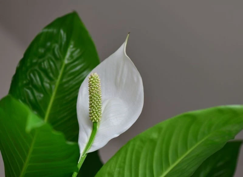 Domowy nawóz sprawi, że skrzydłokwiat w końcu zakwitnie