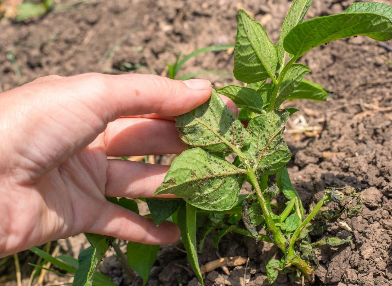 Mszyce atakują młode, świeże pędy, przebijają się przez ich powierzchnię i żywią się sokiem roślinyFot. levant/123RFcom