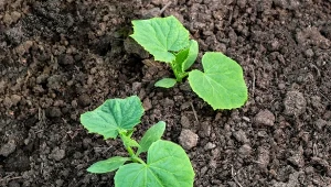 Z gałązek czereśni można przygotować odżywczy nawóz do podlewania warzyw, m.in. ogórków.