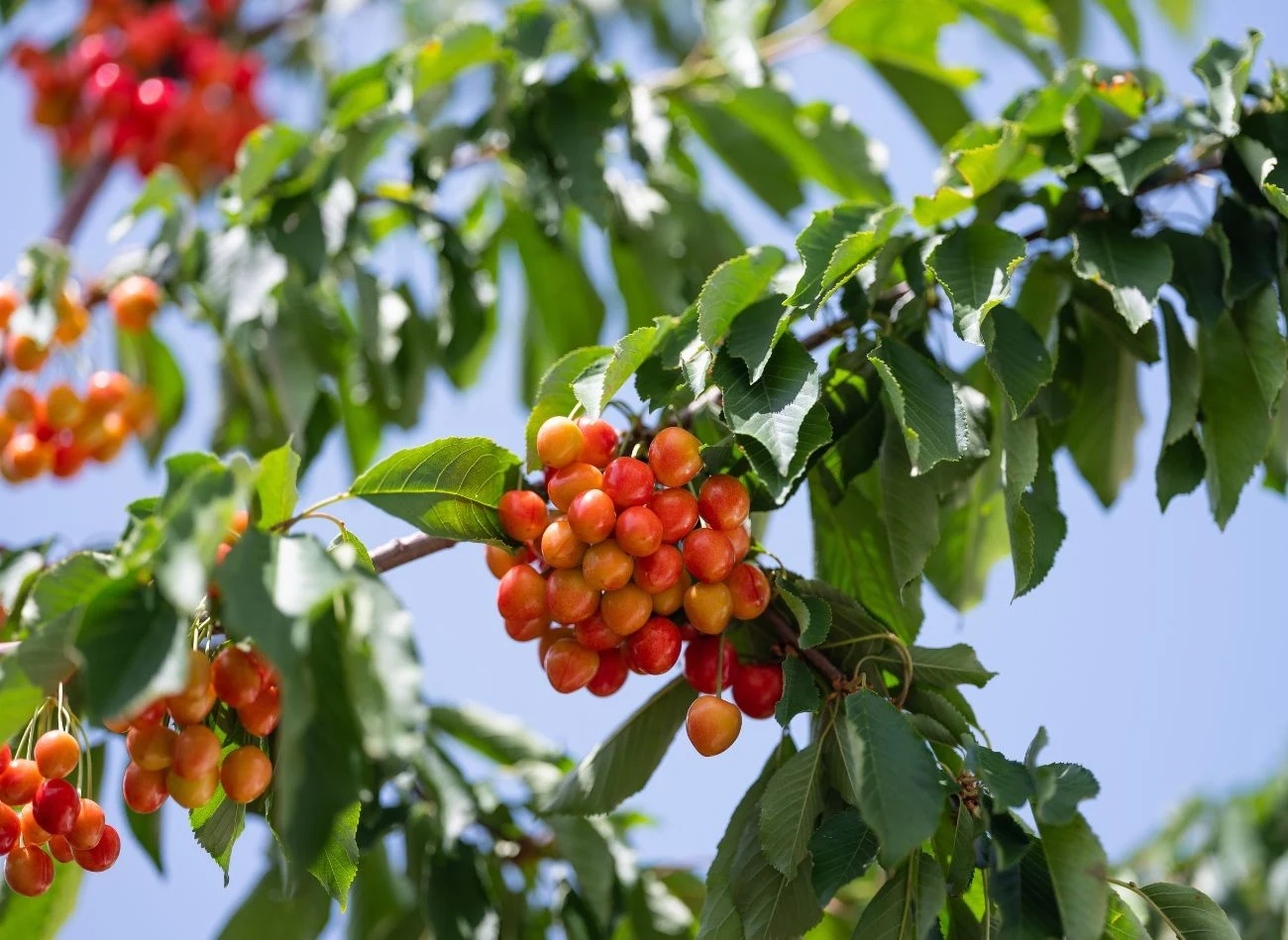 Wysuszone gałązki i liście czereśni można wykorzystać jako ściółkę w ogrodzie warzywnym.