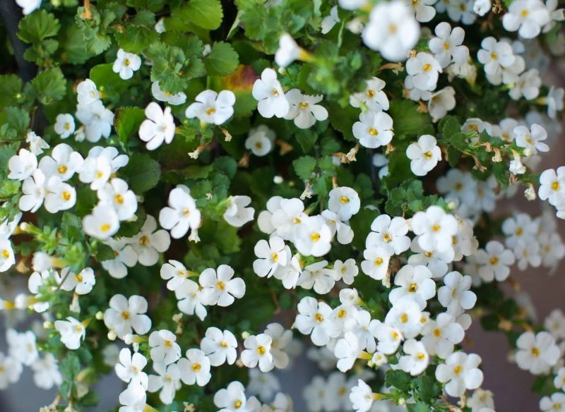 Kwiaty bakopy są drobne, ale przez cały sezon jest ich bardzo dużo