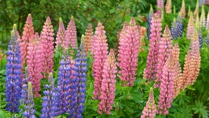 Łubin to kwiat z babcinego ogrodu, który warto odkryć na nowo. Fot. orestligetka/123RF,com