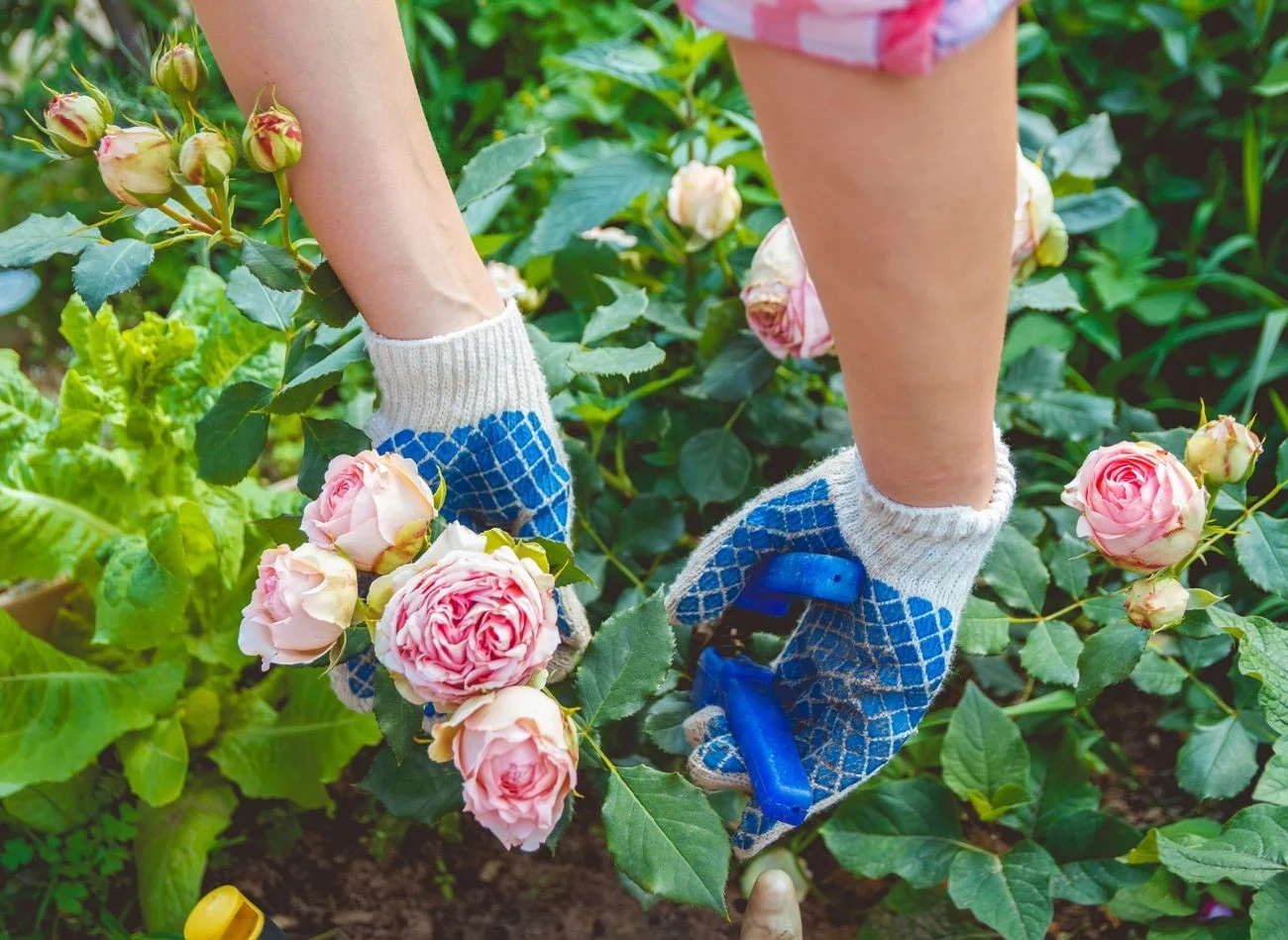 Regularne usuwanie przekwitniętych róż poprawia wygląd i zdrowie krzewu