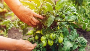 W jaki sposób uchronić pomidory przed suchą zgnilizną wierzchołkową?