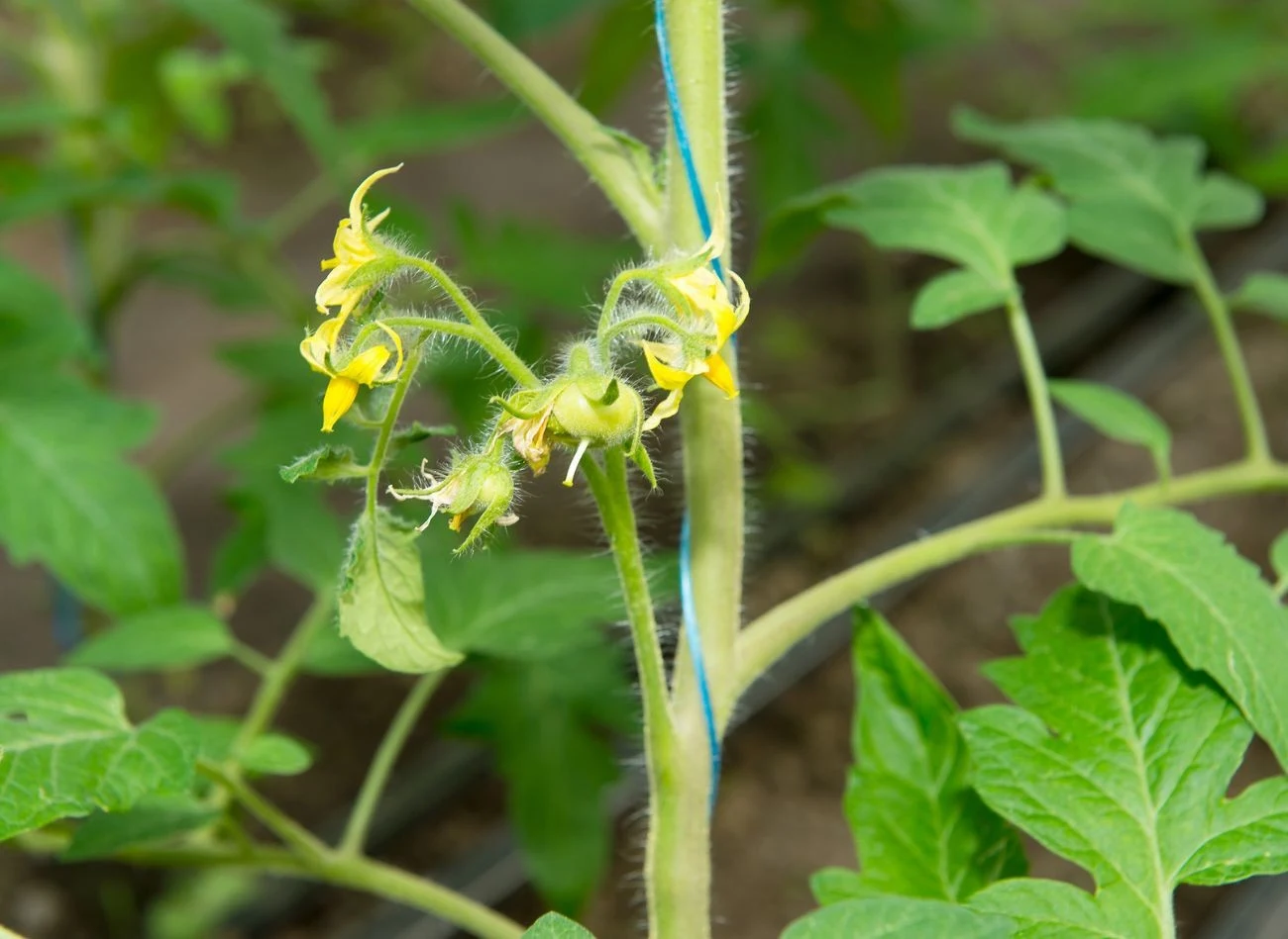 Delikatne potrząsanie roślin w środku dnia może pomóc w zapyleniu kwiatów i pobudzić rozwój nowych pąków.
